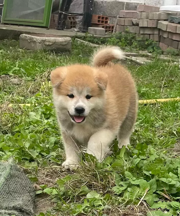 Comprar Cuccioli di Akita
