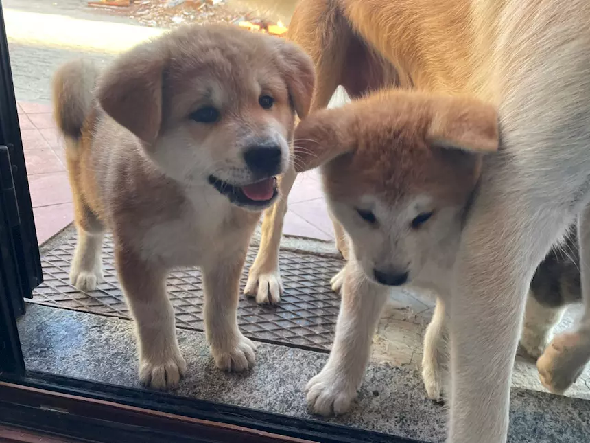 Comprar Cuccioli di Akita