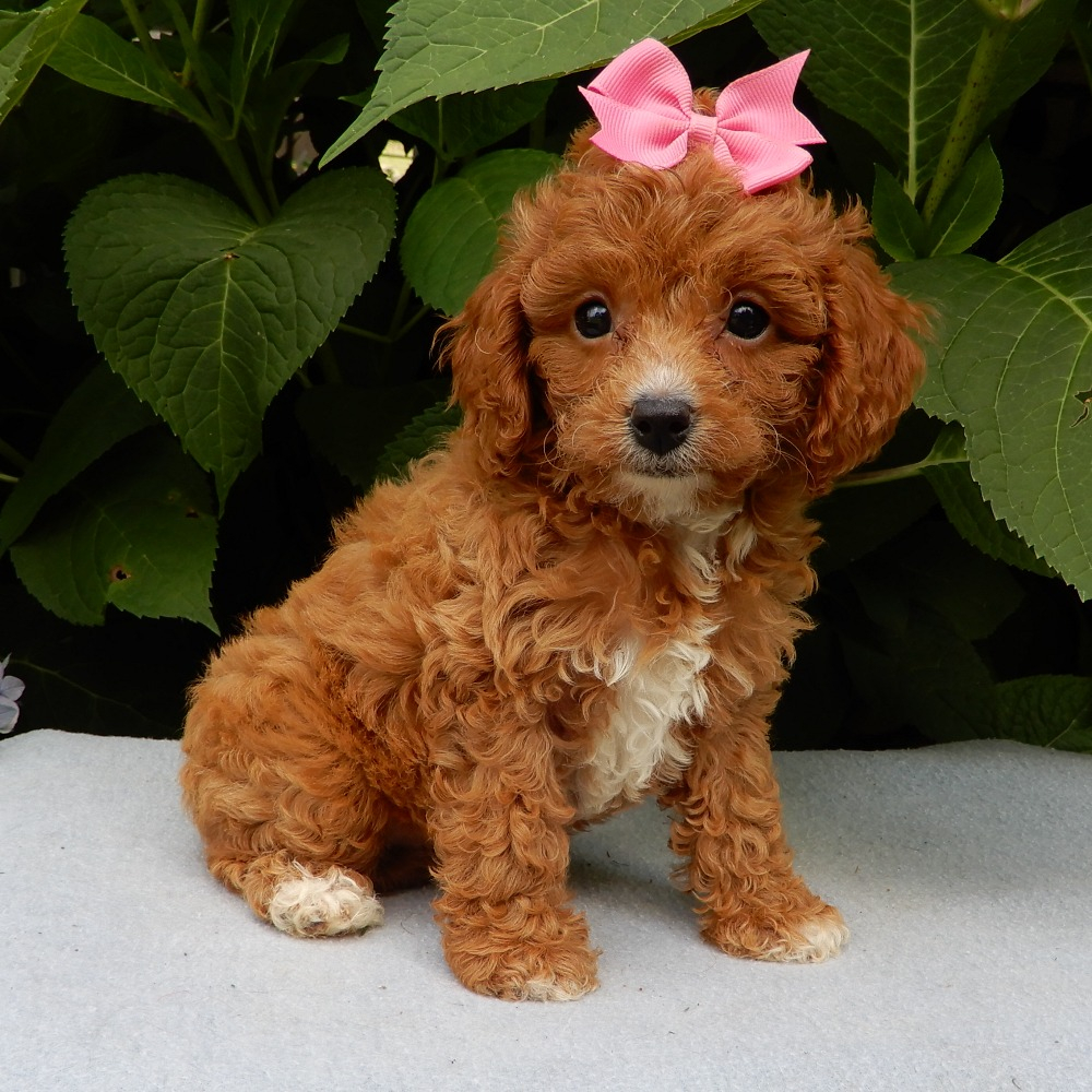 cuccioli dogo argentino