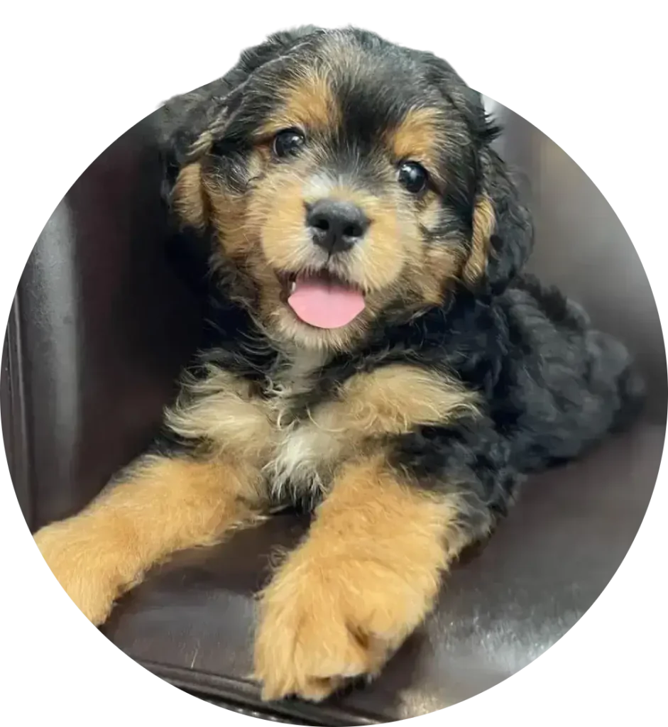 cuccioli di cane in adozione