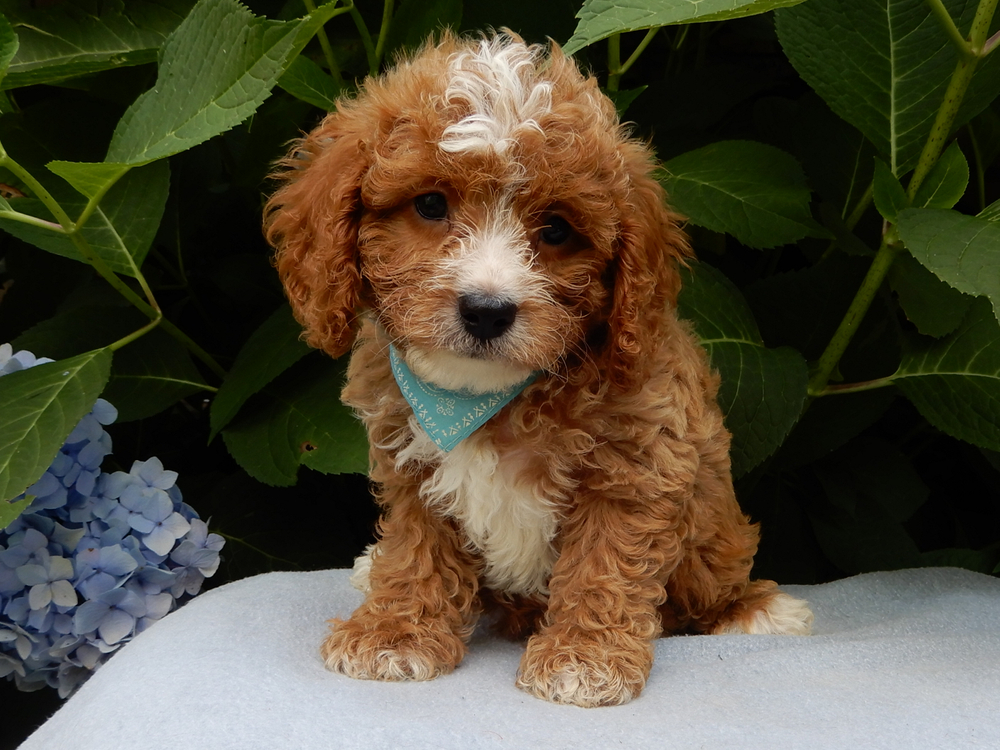 cuccioli in taglia piccola adozione