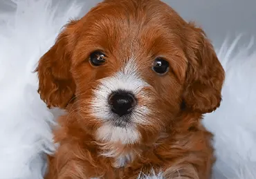 cuccioli di cavapoo in vendita