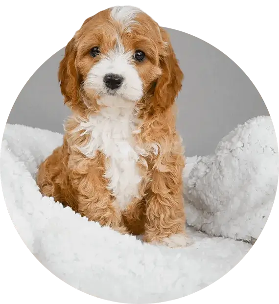 cuccioli di cane in adozione