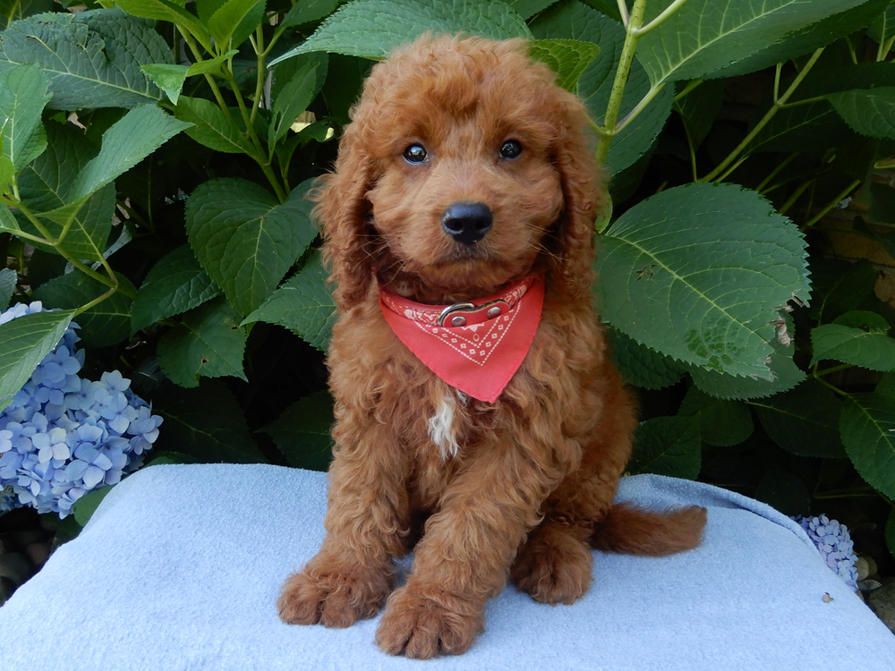 cavapoocuccioli di akita