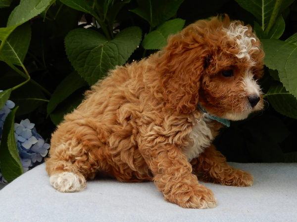 cuccioli di cane in adozione