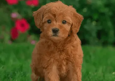 cuccioli di goldendoodle in vendita