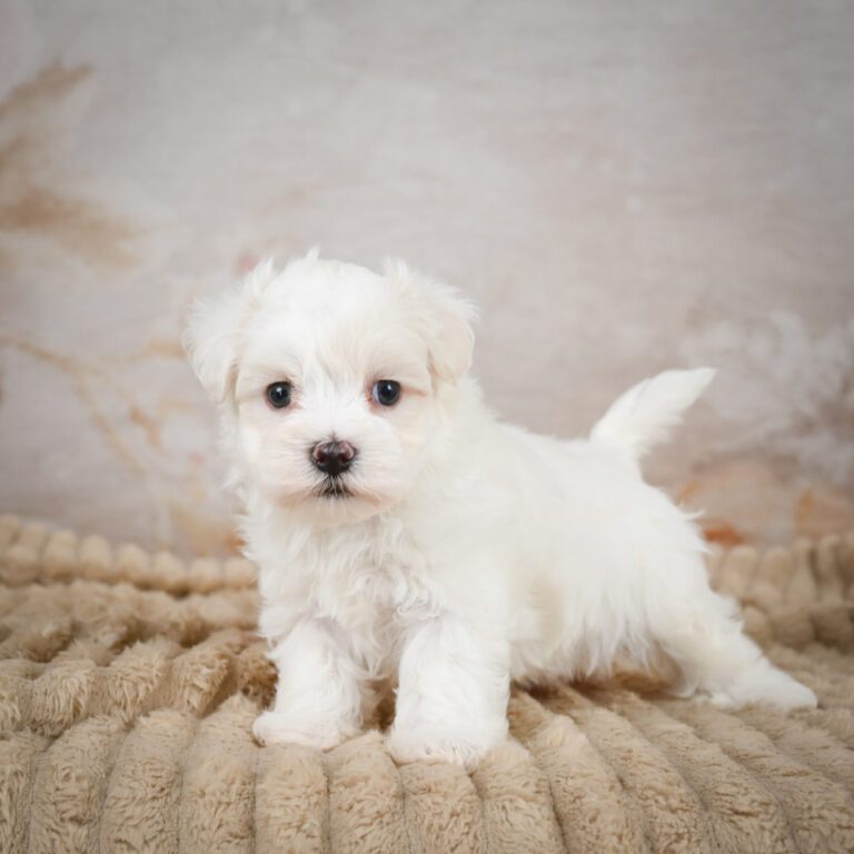 cuccioli dogo argentino