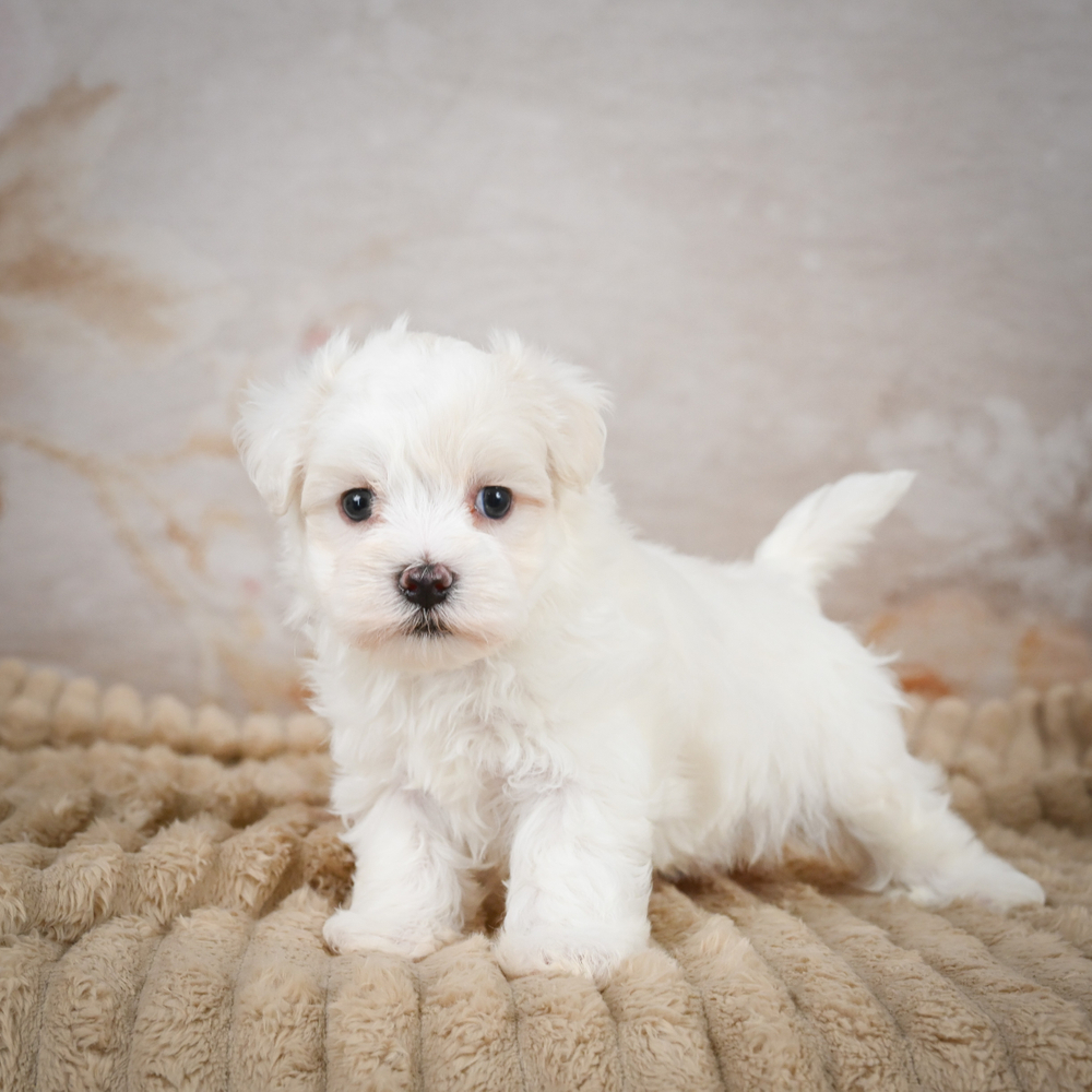 cuccioli dogo argentino