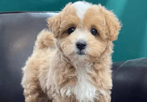 cuccioli di maltipoo in vendita