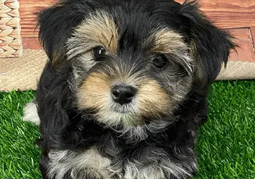 cuccioli di morkie in vendita